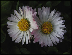 photo "Duet."
