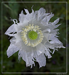 фото "White"