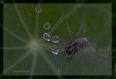 фото "Spiderman drinks"