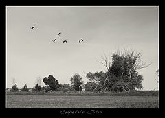 photo "***"