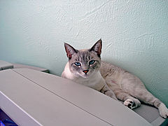 photo "My Cat"