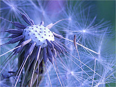 photo "Blue Tonality"