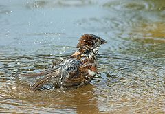 photo "Little bather II"