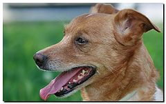 photo "My good friend "Cocas""