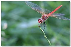 фото "In my garden"