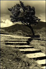photo "Kriym. Sudak. Tree."