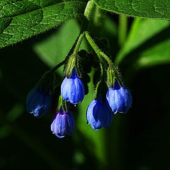 photo "Vegetative trifle"