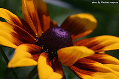 photo "Orange camomile"