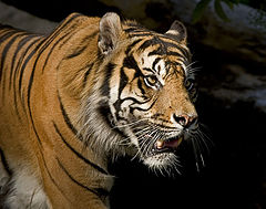 photo "Sumatran"