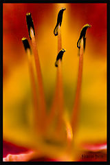 фото "Like Fire"