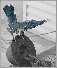 photo "Bow"