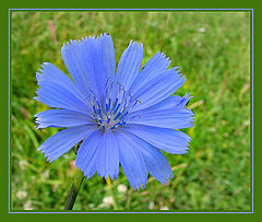 photo "Chicory"