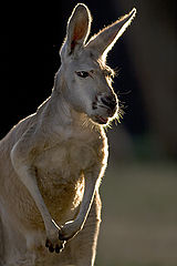 photo "Aussie"