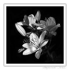 photo "***"