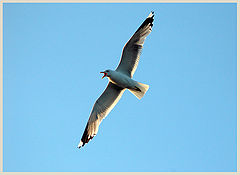 photo "The call of the seagull..."