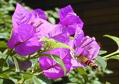 photo "Hummingbird Moth"