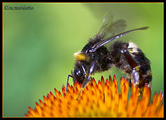 фото "Bumblebee at work..."