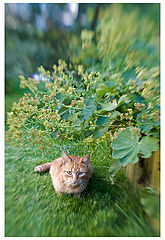 photo "Anger"