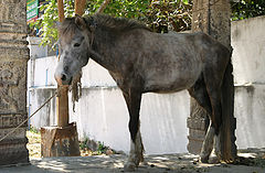 photo "indian series"