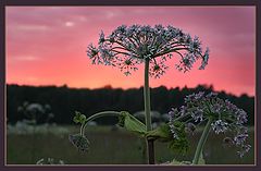 photo "Flower's firework"