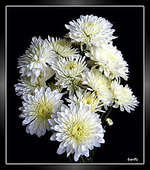 фото "***"
