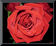фото "***"
