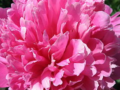 photo "***"
