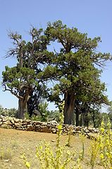 photo "old threes"