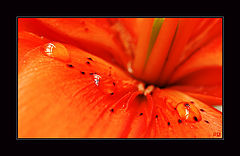 photo "***"