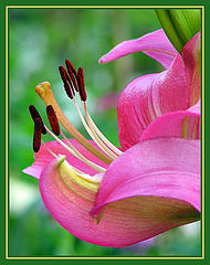 photo "***"