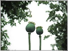 photo "***"