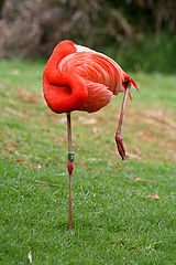 photo "Pink flamingo dreams"