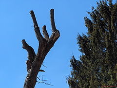 photo "Tree's hand"