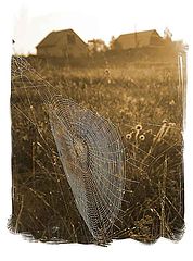 photo "***"