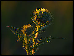 фото "`V`"