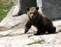 фото "Little Bear"