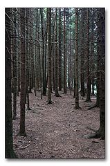 photo "Dead forest"