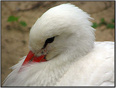 photo "White stork"