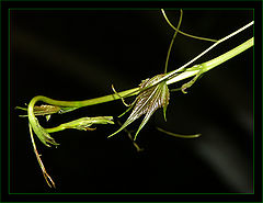 photo "Vine"