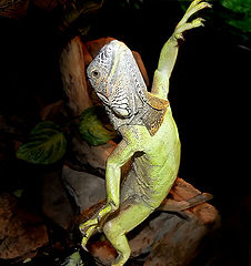 фото "Break danse"