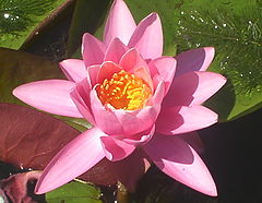 фото "Water Lily"