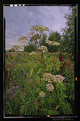 photo "***"