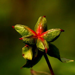 photo "green"