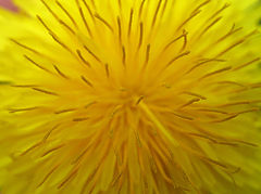 photo "***"