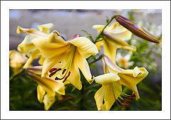 photo "***"