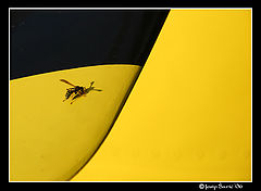 photo "Yellow Wasp"