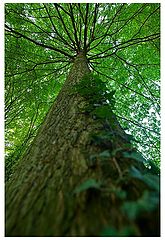 photo "Her Majesty"