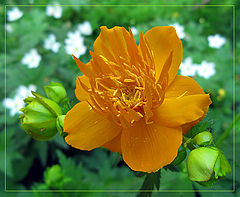 фото "Купальница (Trollius)"