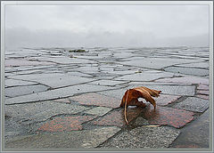 photo "Fallen..."