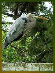 photo "Bird"